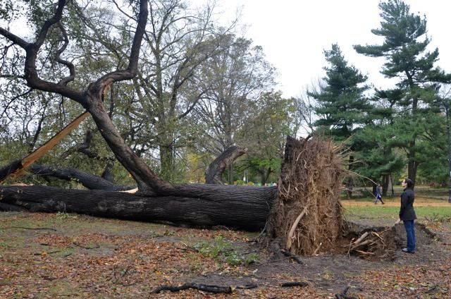 Another angle of that downed tree in Prospect Park 